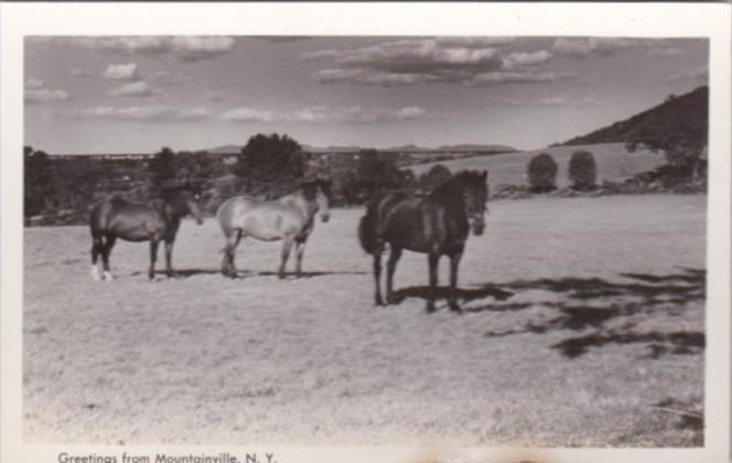 Horses Greetings From Mountainville New York Real Photo