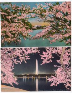 2 - Japanese Cherry Blossoms, Washington DC