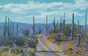 Arizona Sonoran Desert Saguaro Cactuses