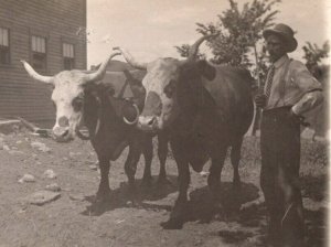 RPPC   Farmer with Cattle Cows    Real Photo  Postcard