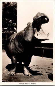 RPPC Vintage Postcard HIPPOPOTAMUS AT THE PRETORIA ZOO South Africa Hippo KJ5