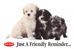 Just a friendly reminder Dog Unused 