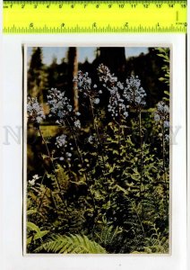 425132 GERMANY forest plants Mulgedium alpinum Hermann Fischer CIGARETTE Tobacco