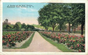 USA Rose Gardens Maplewood Park Rochester New York Vintage Postcard 07.93