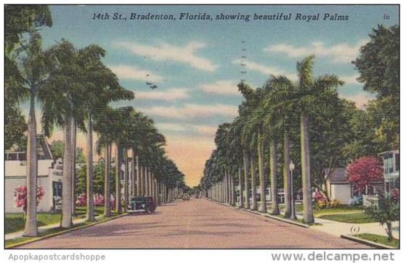 Florida Bradenton Showing Beautiful Royal Palm 14th Street