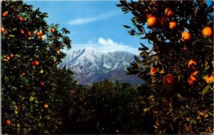 Oranges Orange Groves Foot Snowcapped Mountains Southern CA California Postcard 