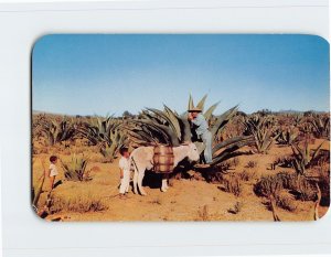Postcard The Maguey, Mexico