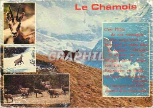 Modern Postcard Images With us Chamois