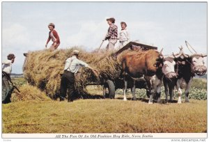 NOVA SCOTIA, Canada; All the Fun of an Old fashioned Hay Ride, Bulls, 50-70s