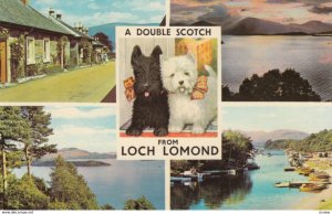 Scotie Dogs , LOCH LOMOND , Scotland , 50-60s