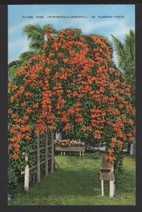 Florida  Flame Vine (Pyrostgia-Venusta) ~ Linen