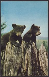 Baby Bears at Play Postcard
