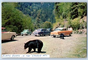 1957 Gatlinburg Tennessee Postcard Black Bears Great Smoky Mountains Amusement