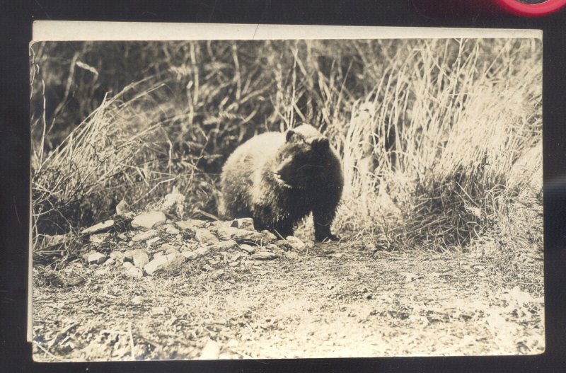 RPPC LARGE BROWN BEAR BEARS VINTAGE REAL PHOTO POSTCARD