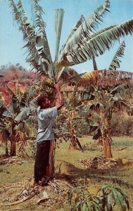 Harvesting Bananas Jamaica Unused 