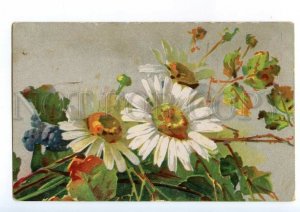 497573 Catherine KLEIN daisy CAMOMILES Flowers Vintage postcard Meissner #1531