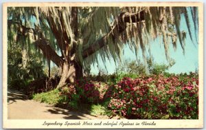 Postcard - Legendary Spanish Moss And Colorful Azaleas in Winter Park, Florida