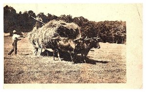 Farmers Hand Threshing Hay, Oxen drawn wagon RPC