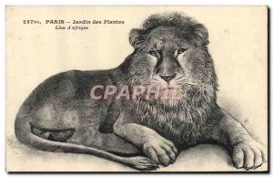 Old Postcard Felin Paris Garden plants Lion & # 39Afrique