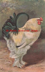 Alfred Schonian, Unknown No 245, Brahma Rooster