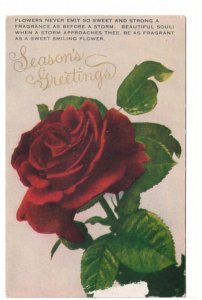 Season's Greetings, Red Rose, Vintage K-Win Postcard