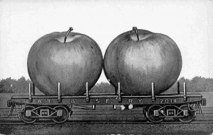 Exaggerated Apples AT&SF Railroad Car 1910c Exaggeration postcard