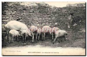 Old Postcard Pig Pig A lunch with family