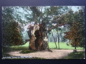 Nottinghamshire WELBECK Butcher's Shamles Oak c1917 Postcard by Valentine