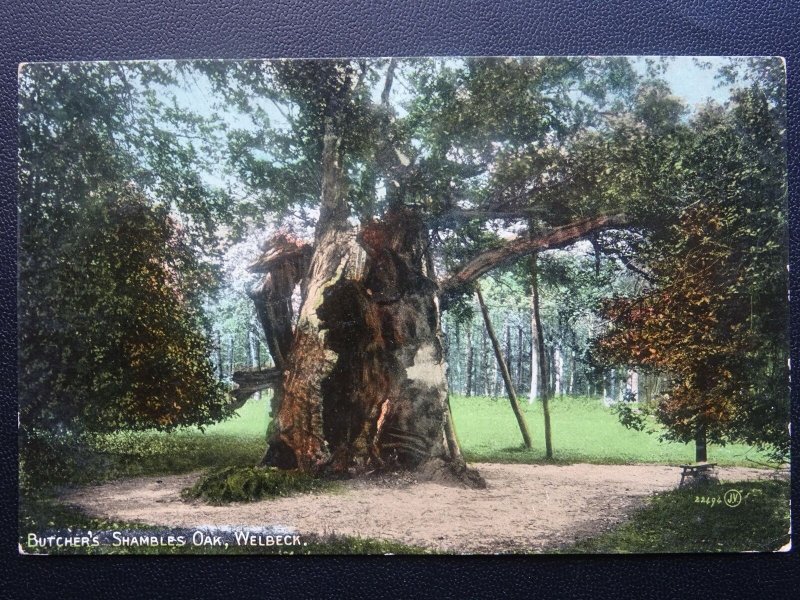 Nottinghamshire WELBECK Butcher's Shamles Oak c1917 Postcard by Valentine