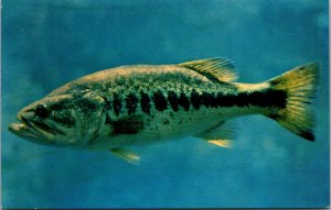 Vtg Large Mouth Bass Silver Springs Florida FL Unused Postcard