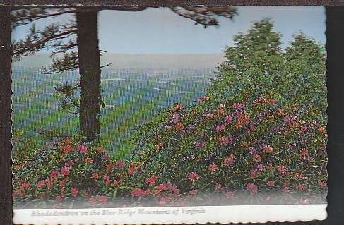 Rhododendron Blue Ridge Mountains VA Postcard BIN 