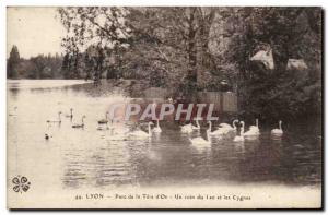 Lyon - Tete Park d & # 39Or - A corner of Lake and Swan - Old Postcard