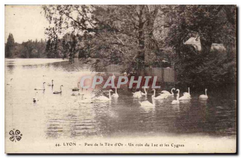 Lyon - Tete Park d & # 39Or - A corner of Lake and Swan - Old Postcard