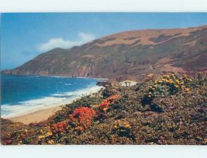 Pre-1980 BOTANICAL SCENE Big Sur - Near Carmel California CA HJ6806