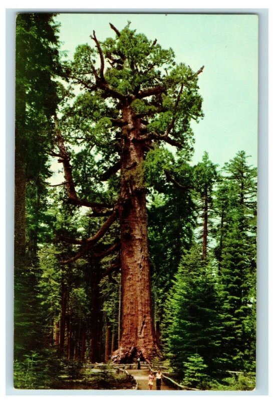 Vintage Yosemite The Grizzly Giant Tree Mariposa, CA Postcard F84 