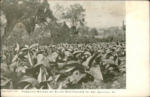Bamford Pennsylvania Eliza Gochnauer Tobacco Farm c1900-20s Vintage Postcard