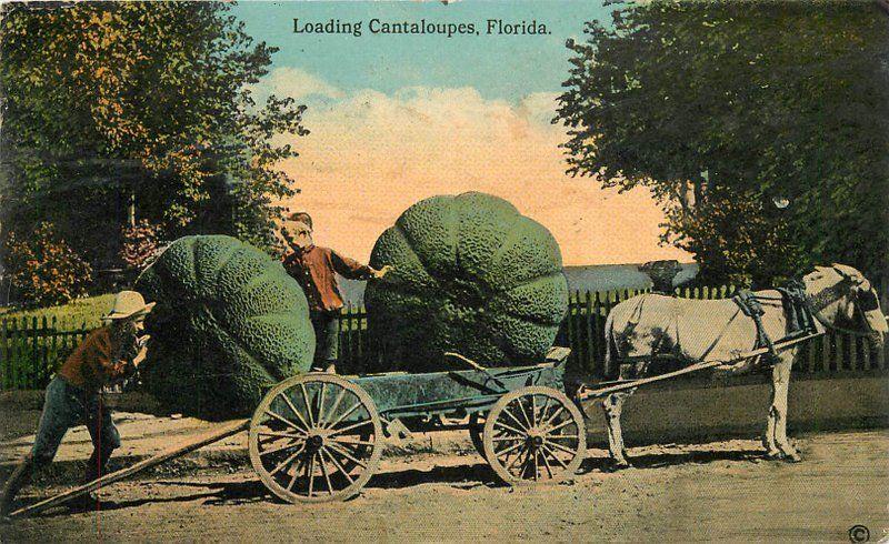 C-1910 Farm Agriculture Exaggeration Postcard 1356 horse drawn 13561 Florda