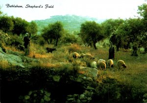 Israel Bethlehem Shepherd's Field