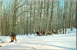 Maple Sugar Time in Vermont, Gathering Sap Vintage Chrome Postcard Y14