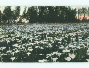 Divided-Back CALLA LILLY FLOWERS IN WINTER Postmarked Lodi California CA E9665