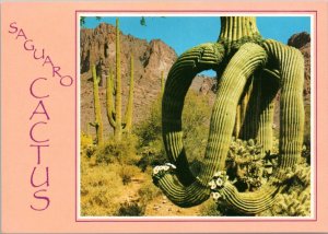 Postcard AZ Saguaro Cactus in front of Superstition Mountain Range