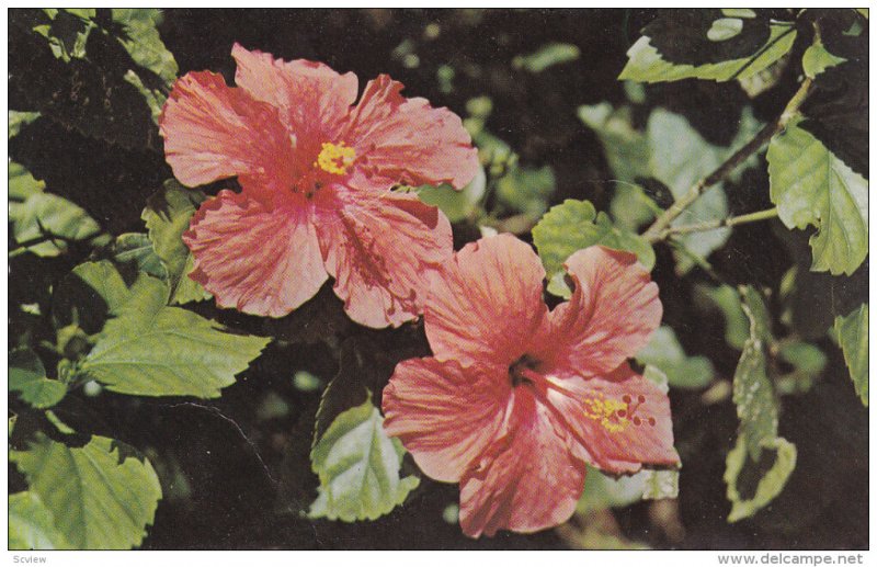 HAMILTON, Bermuda, PU-1970; Beautiful Hibiscus Flowers