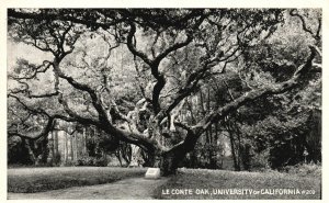 Vintage Postcard 1920's Le Conte Oak University Of California Pacific Novelty