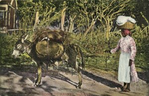 PC JAMAICA, GOING TO MARKET, Vintage Postcard (b40009)