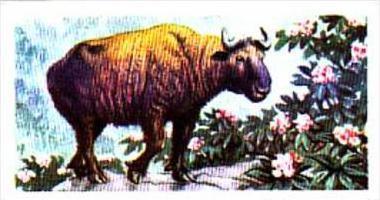 Brooke Bond Trade Card Asian Wildlife No 29 Takin