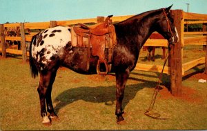 Horses Grand Champion Appaloosa Gelding