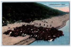 Alaska AK Postcard Herd Reindeer Exterior View River Lake c1910 Vintage Antique