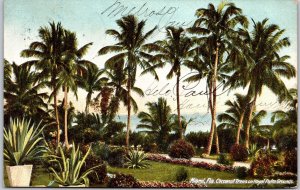 1907 Coconut Trees Royal Palm Ground Miami Florida FL Attraction Posted Postcard