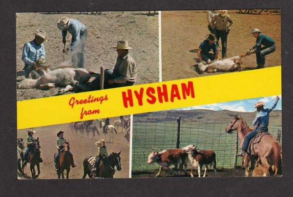 MT Greetings HYSHAM MONTANA Postcard PC Horses Steer