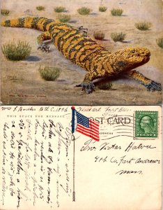 Gila Monster, Arizona (14514